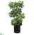 Schefflera Tree - Green Black - Pack of 1