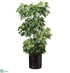 Silk Plants Direct Schefflera Tree - Green Black - Pack of 1