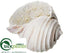 Silk Plants Direct Conch Shell - Pearl - Pack of 6