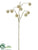 Platanus Spray - Beige - Pack of 12