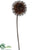 Glitter Allium Spray - Bronze - Pack of 24