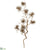 Tillandsia Hanging Vine - Gray - Pack of 12