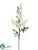 Berry Spray - Cream - Pack of 12