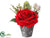 Velvet Rose, Berzelia - Red - Pack of 6