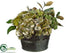 Silk Plants Direct Hydrangea, Magnolia, Rose, Berry - Green - Pack of 2