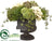 Hydrangea, Rose, Amaryllis - Eggshell Green - Pack of 1