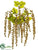 Amaranthus Hanging Bush - Gold - Pack of 12