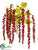 Amaranthus Hanging Bush - Red - Pack of 12