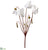 Cyclamen Bush - White - Pack of 12