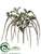 Amaranthus Hanging Bush - Gold Tiffany - Pack of 12