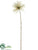 Starburst Spray - Green Gold - Pack of 12