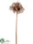 Amaryllis Spray - Gold Copper - Pack of 12