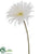 Snowed Gerbera Daisy Spray - White - Pack of 24