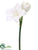 Snowed Amaryllis Spray - White - Pack of 12