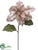 Poinsettia Spray - Champagne - Pack of 12
