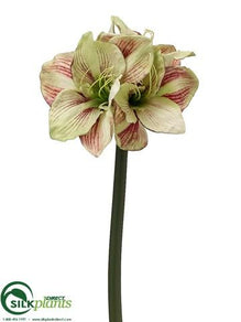 Amaryllis Spray - Green Red - Pack of 6