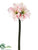 Amaryllis Spray - White Burgundy - Pack of 6