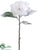 Magnolia Spray - Snow White - Pack of 12