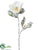 Magnolia Spray - White Snow - Pack of 12