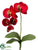 Phalaenopsis Orchid Plant - Red - Pack of 12