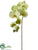 Phalaenopsis Orchid Spray - Green Cream - Pack of 12