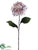 Hydrangea Spray - Champagne - Pack of 12