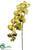 Phalaenopsis Orchid Spray - Green Fuchsia - Pack of 6