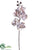 Phalaenopsis Orchid Spray - Champagne - Pack of 12
