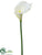 Calla Lily Spray - White Snow - Pack of 12