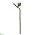 Bird of Paradise Spray - Silver Green - Pack of 6