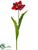 Large Parrot Tulip Spray - Red Two Tone - Pack of 12
