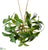 Mistletoe Kissing Ball Hanger - Green - Pack of 12