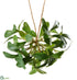 Silk Plants Direct Mistletoe Kissing Ball Hanger - Green - Pack of 12