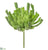 Iced Aeonium Pick - Green Ice - Pack of 6