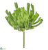 Silk Plants Direct Iced Aeonium Pick - Green Ice - Pack of 6