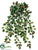 Mini Holly Leaf Hanging Bush - Green Variegated - Pack of 12