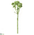 Iced Sedum Spray With Bloom - Green Ice - Pack of 12