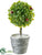 Boxwood Ball Topiary - Green White - Pack of 6