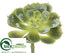 Silk Plants Direct Echeveria Pick - Green Ice - Pack of 12