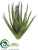 Agave Pick - Green Ice - Pack of 12