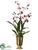 Oncidium Orchid Plant - Red - Pack of 2