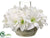 Amaryllis - White - Pack of 1