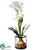 Amaryllis - White - Pack of 2