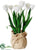 Tulip - White - Pack of 4