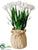 Tulip - White - Pack of 4