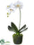 Phalaenopsis Orchid Plant - White - Pack of 6