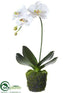 Silk Plants Direct Phalaenopsis Orchid Plant - White - Pack of 6