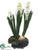 Hyacinth - White - Pack of 1