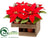 Poinsettia - Red - Pack of 2