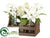Poinsettia, Paperwhite, Hyacinth - White - Pack of 2